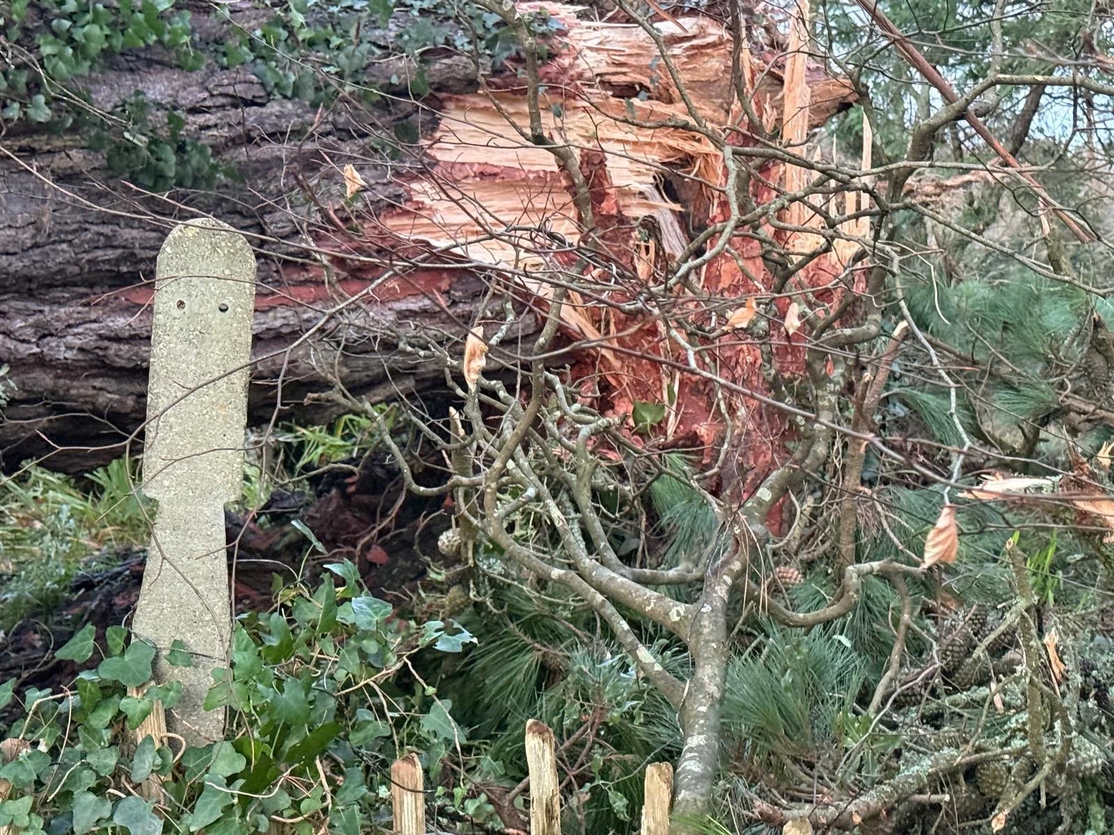 Tree trunk split by Storm Goretti showing severe garden damage in Cornwall