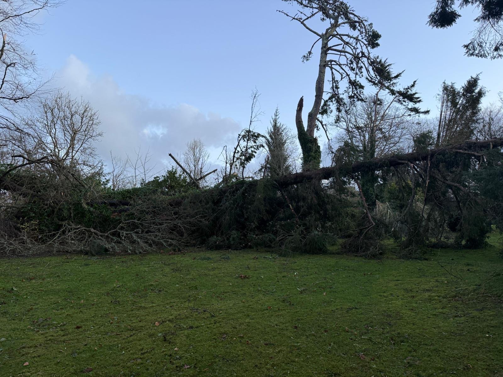 Storm Goretti damage with large fallen tree across a Cornwall property lawn