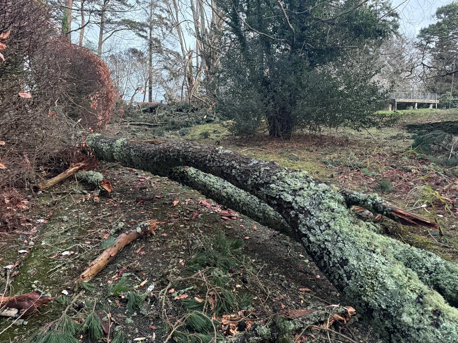 Large fallen tree in a Cornwall garden after Storm Goretti