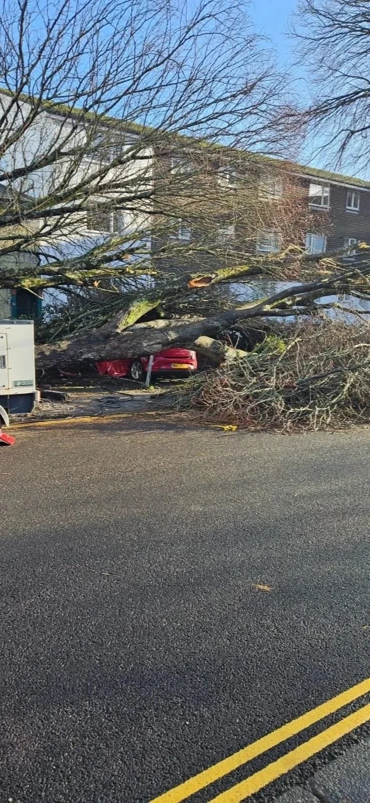 Tree blown onto car and road in Cornwall after Storm Goretti