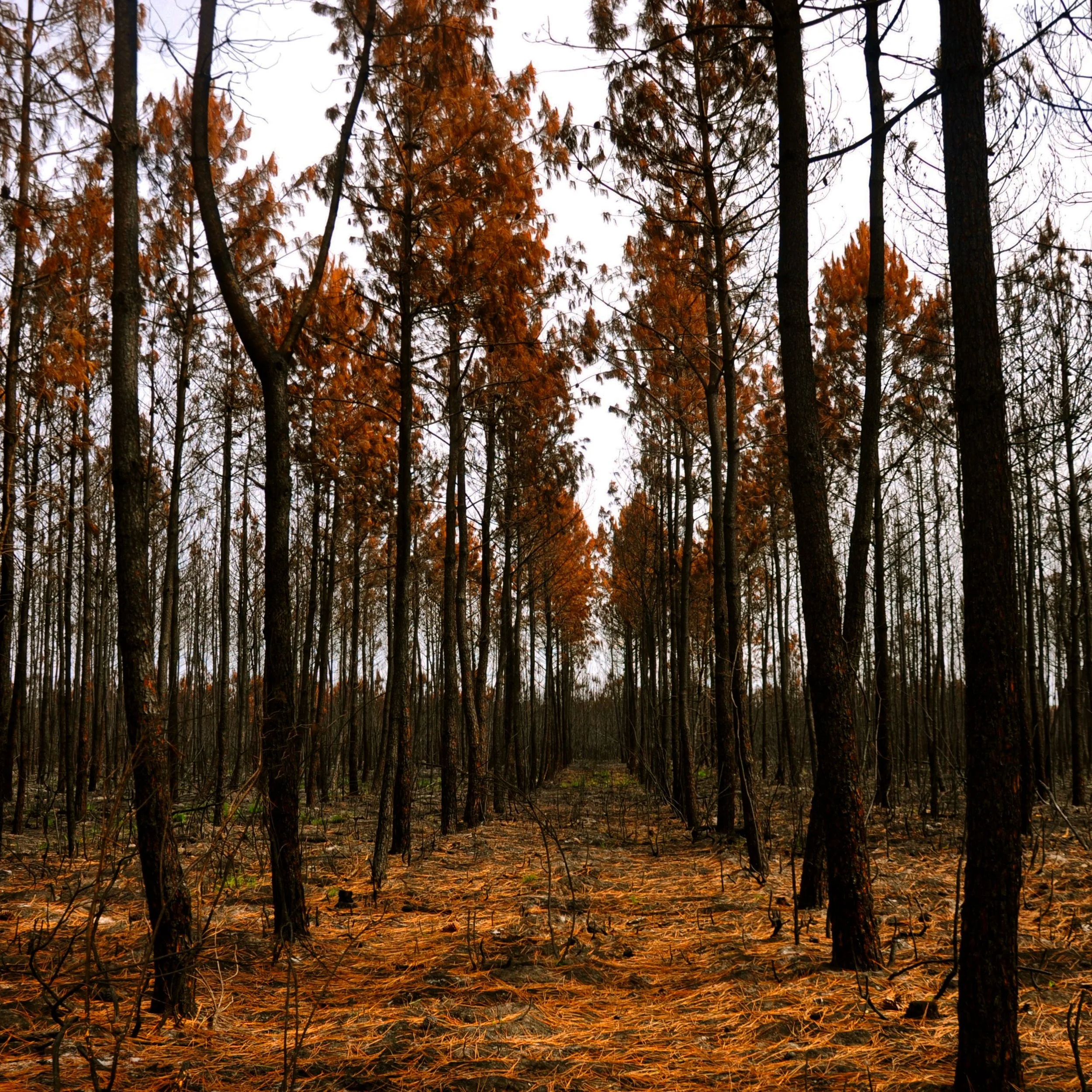 After-the-Fire.jpg