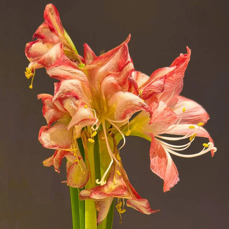 Wilting-Amaryllis-18-x-18.jpg