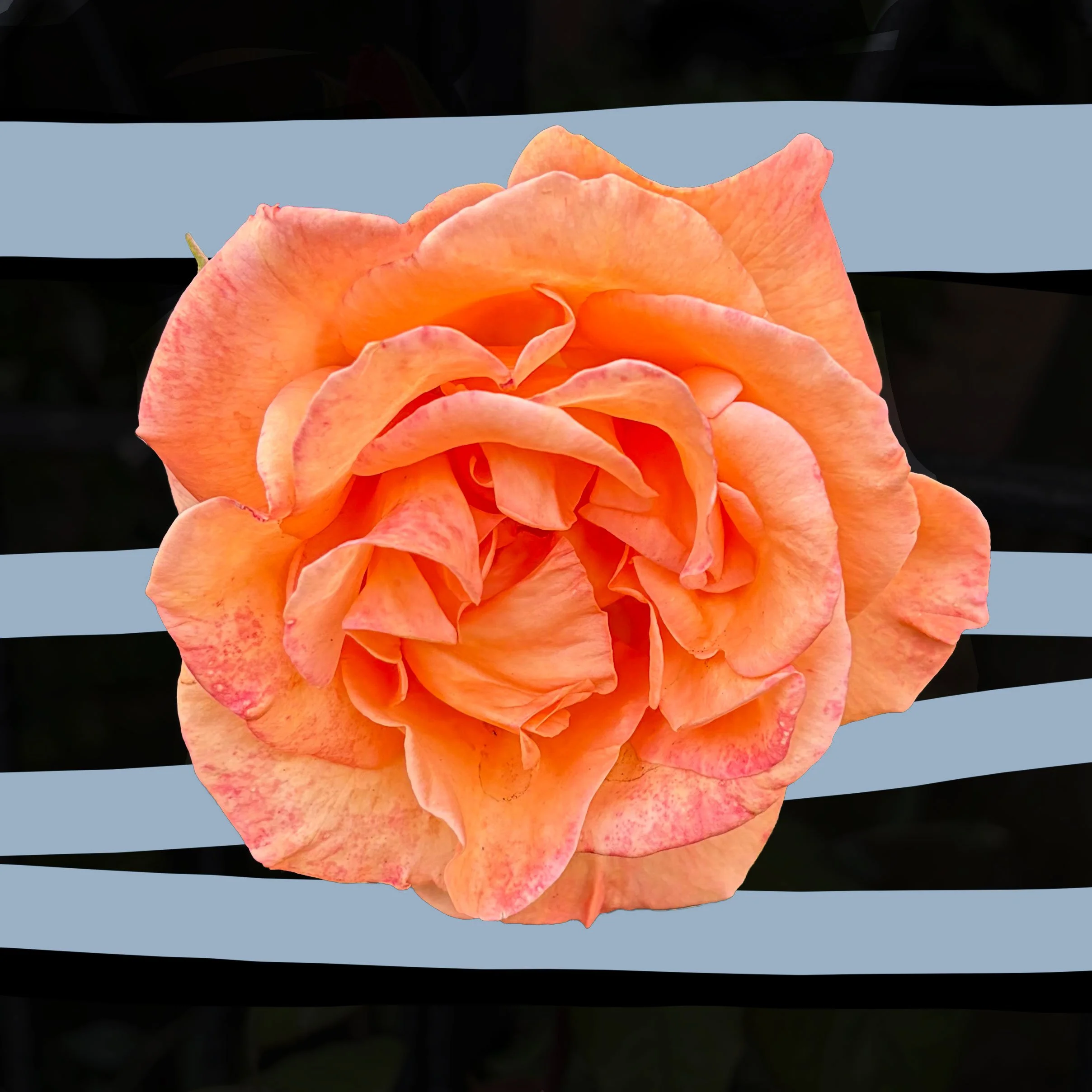 Orange-Rose-16cm-x-16cm.jpg