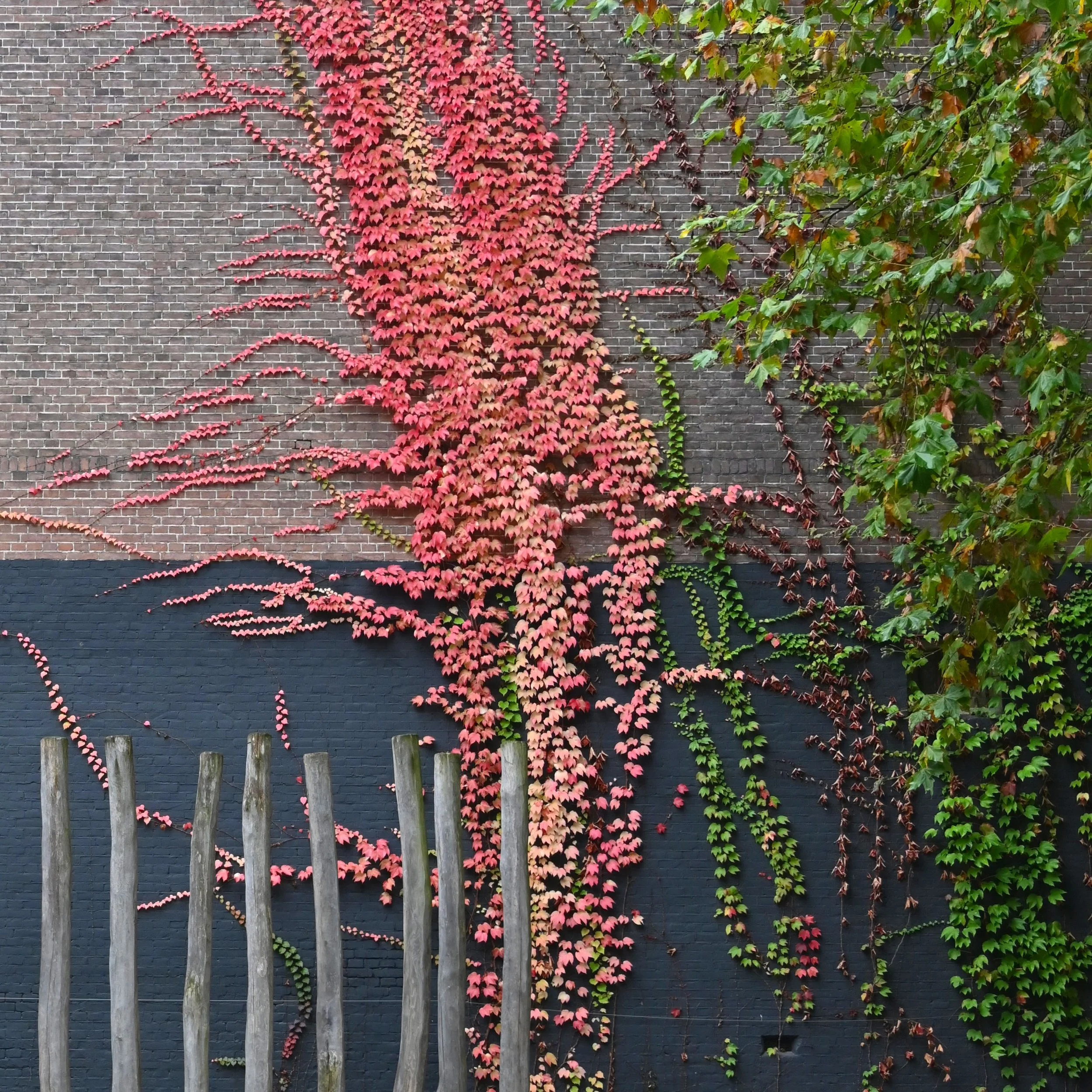 Pink-Creeper.jpg