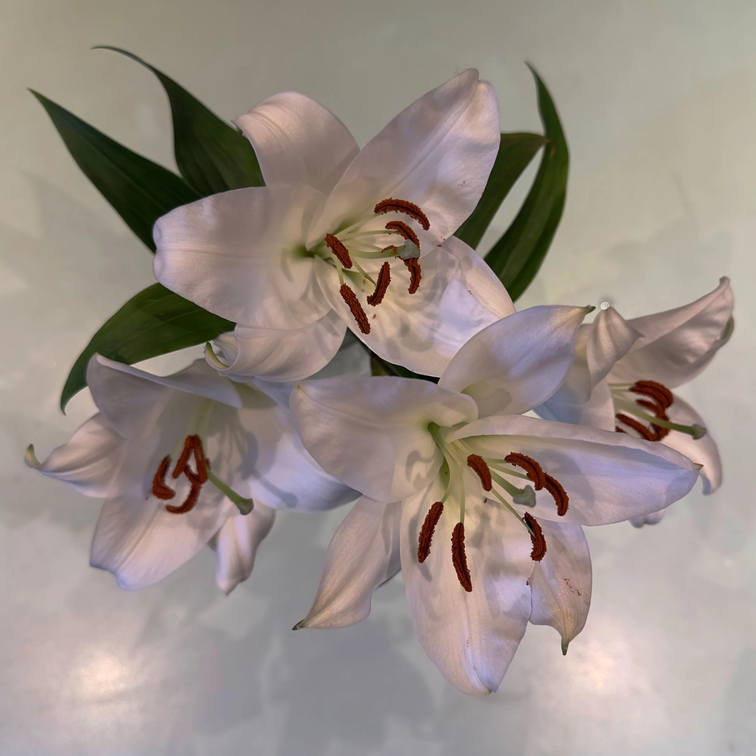 White-Lilies-18-x-18.jpg
