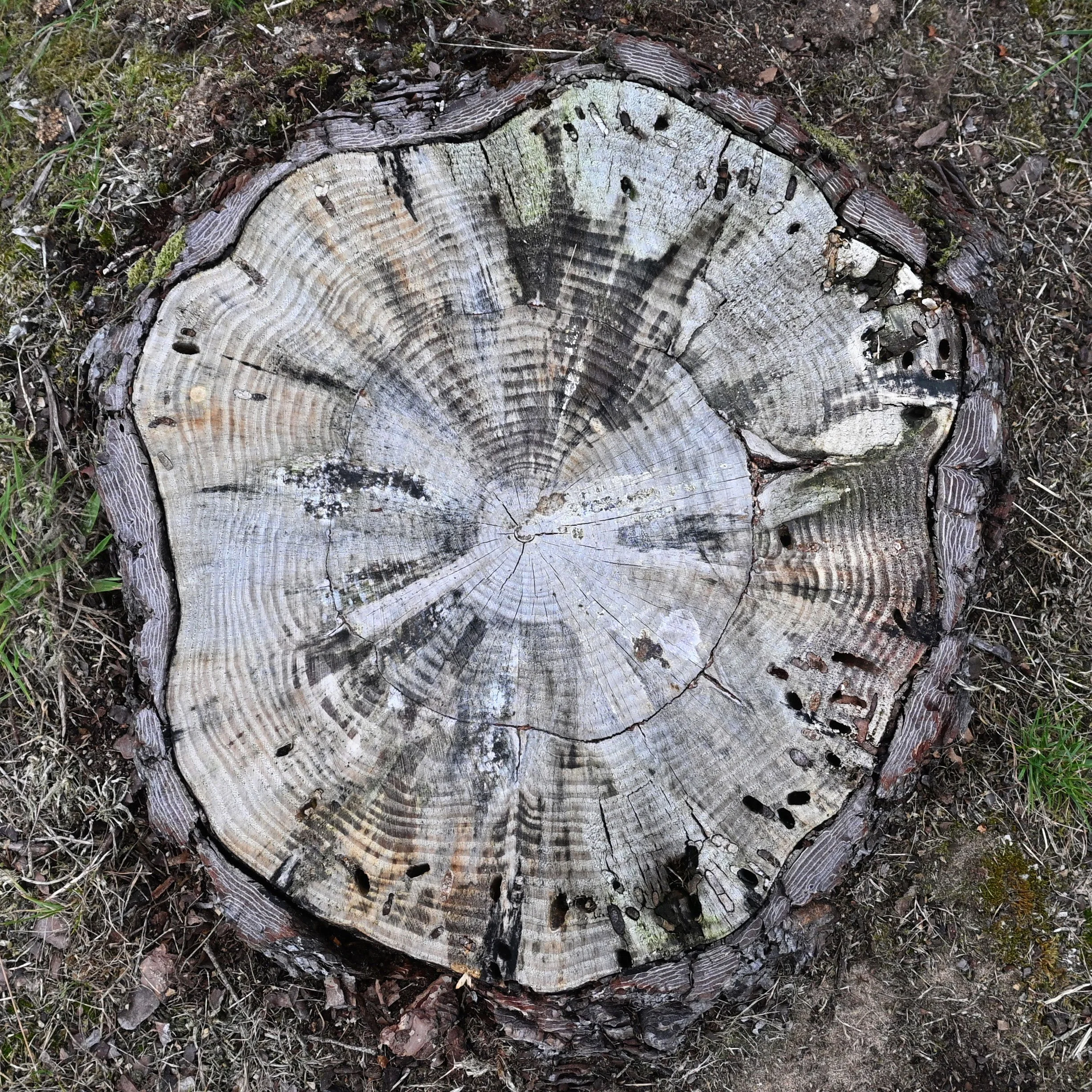 Root-2.jpg