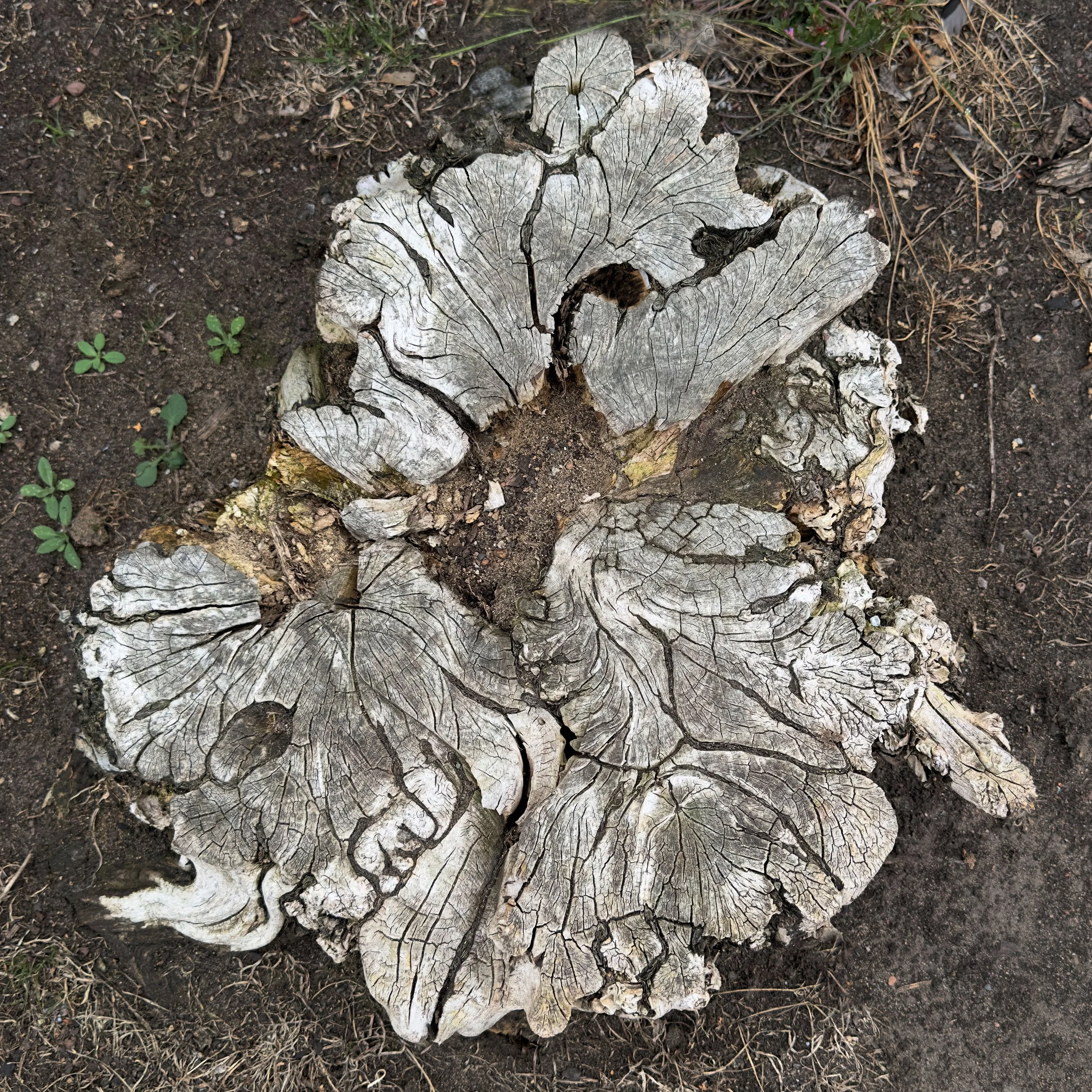 Chopped-Root.jpg