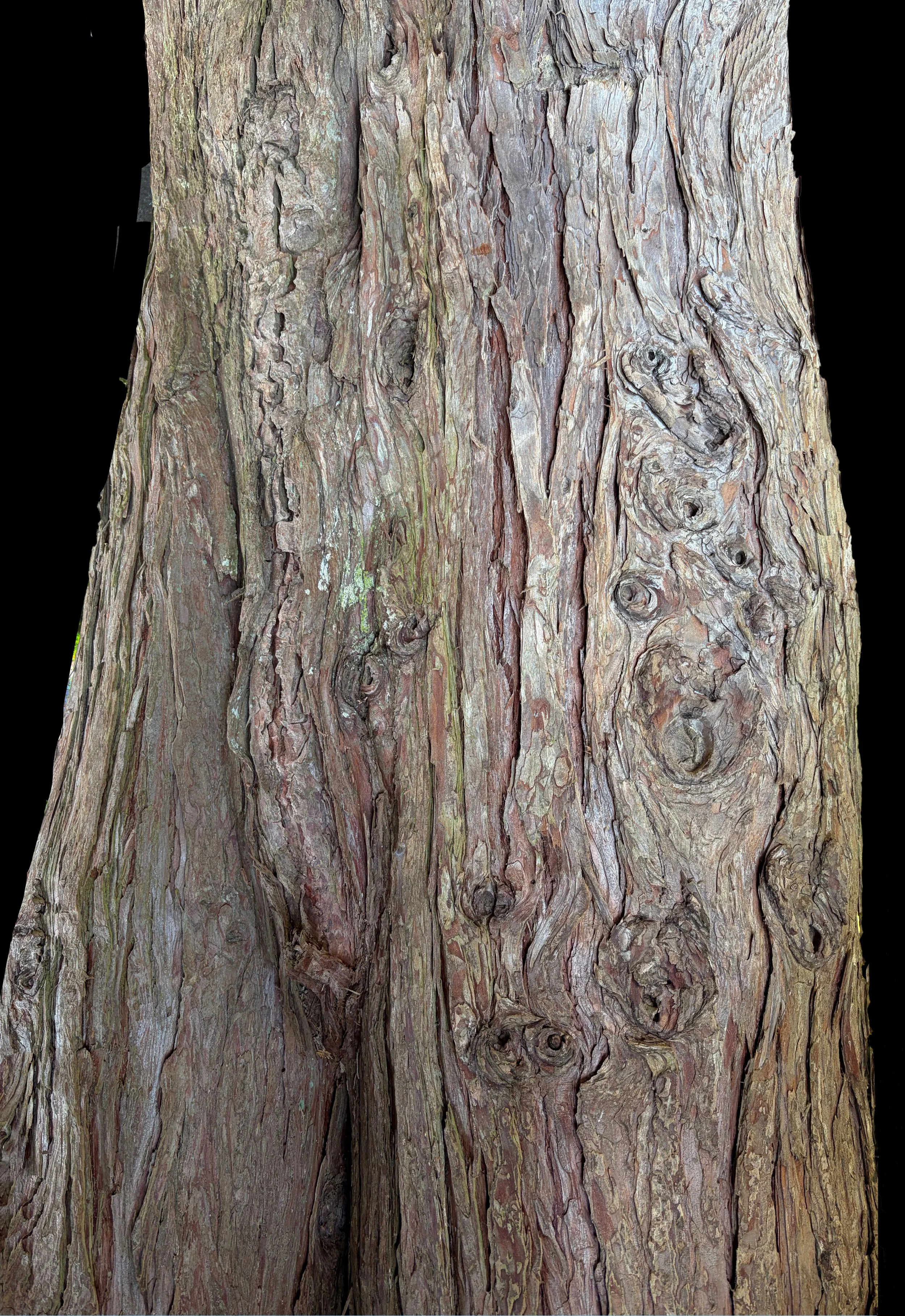 Tree-Torso-22cm-x-32cm.jpg