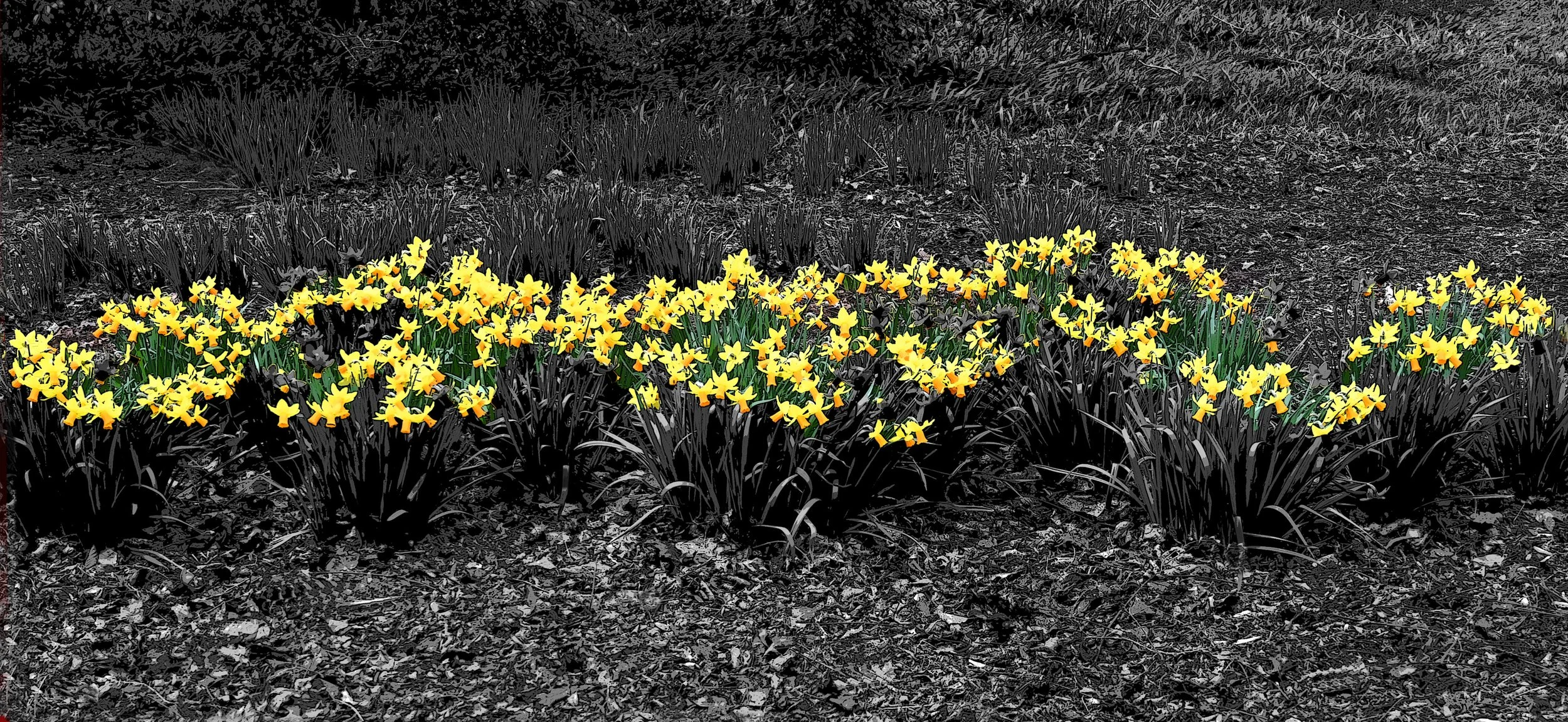 Yellow-Daffodils.jpg