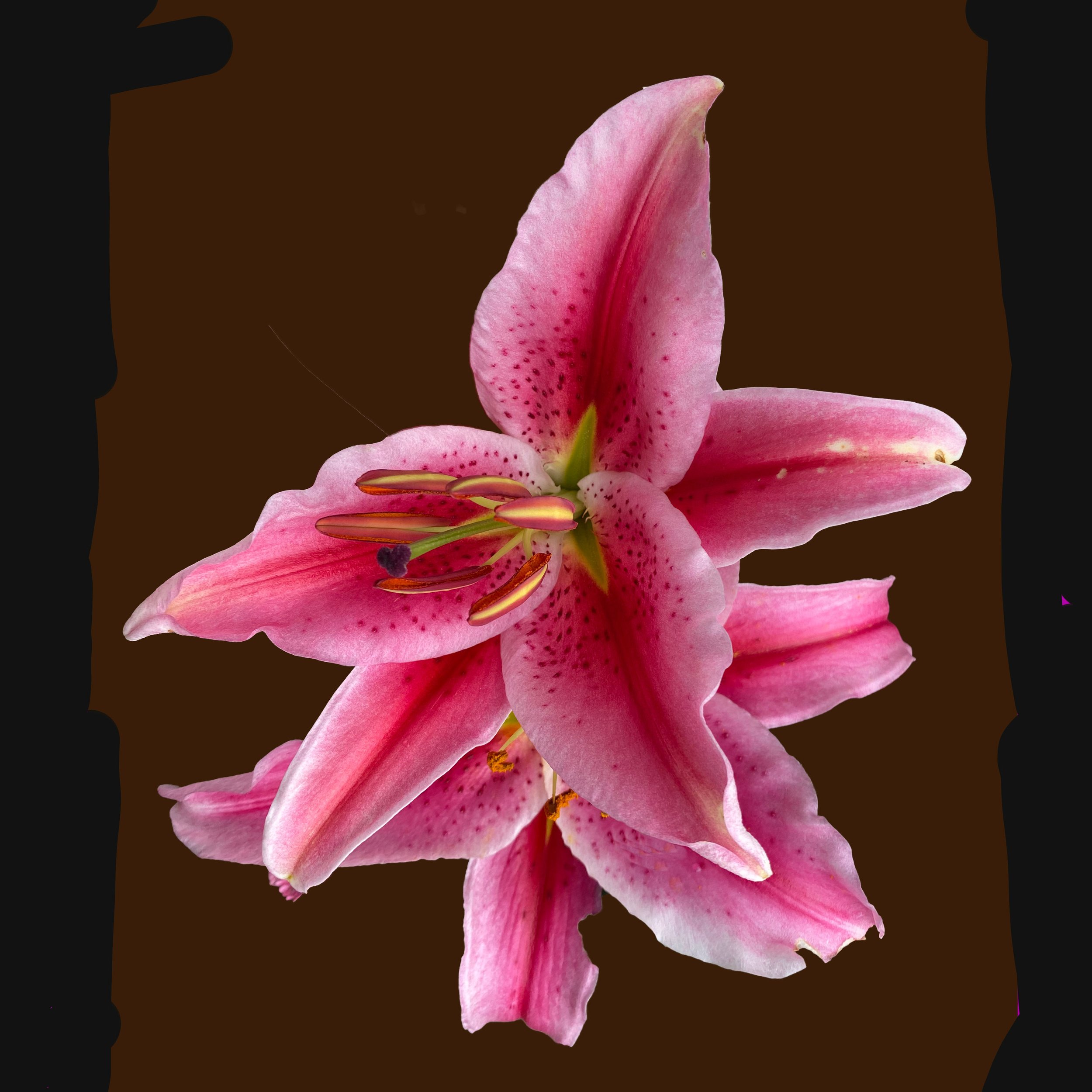 Fancy Flower 9