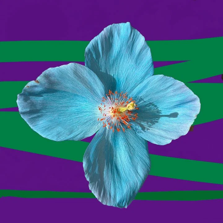 Himalayan-Poppy-16-x-16.jpg
