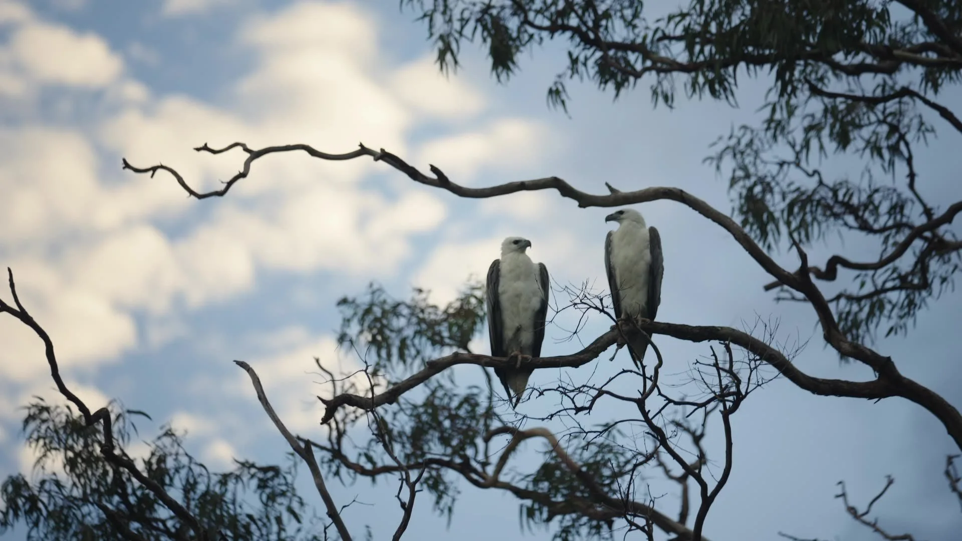 TOG_Birds.jpg