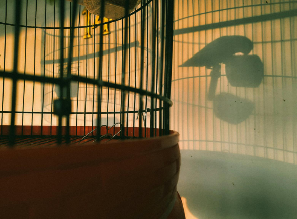 The illusion of freedom&nbsp;