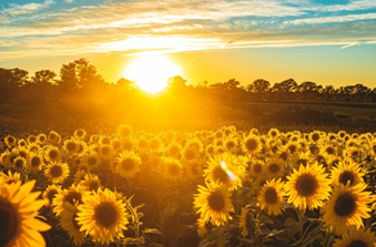 A Defence of Rupi Kaur&nbsp;