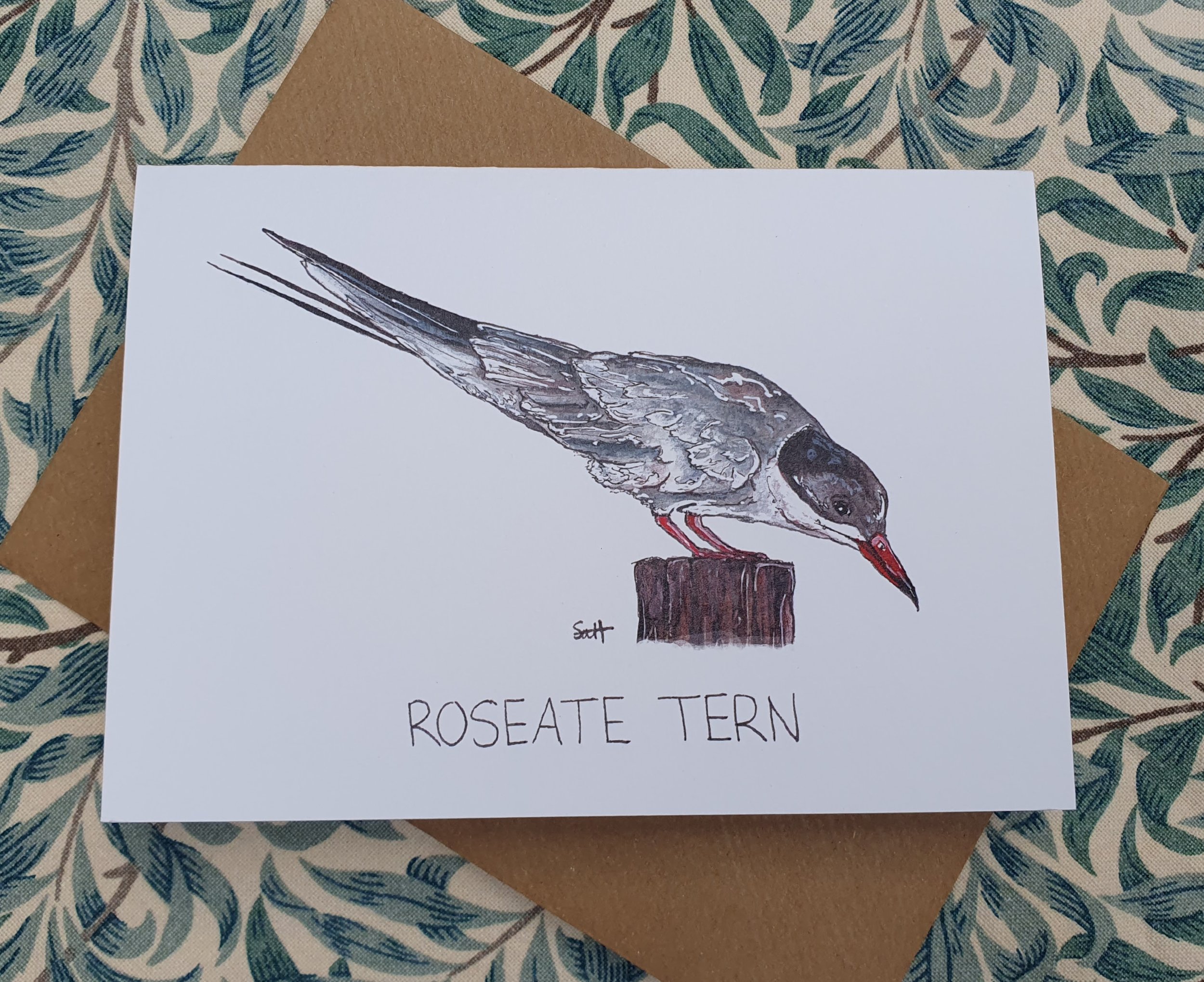 Roseate Tern Greetings Card