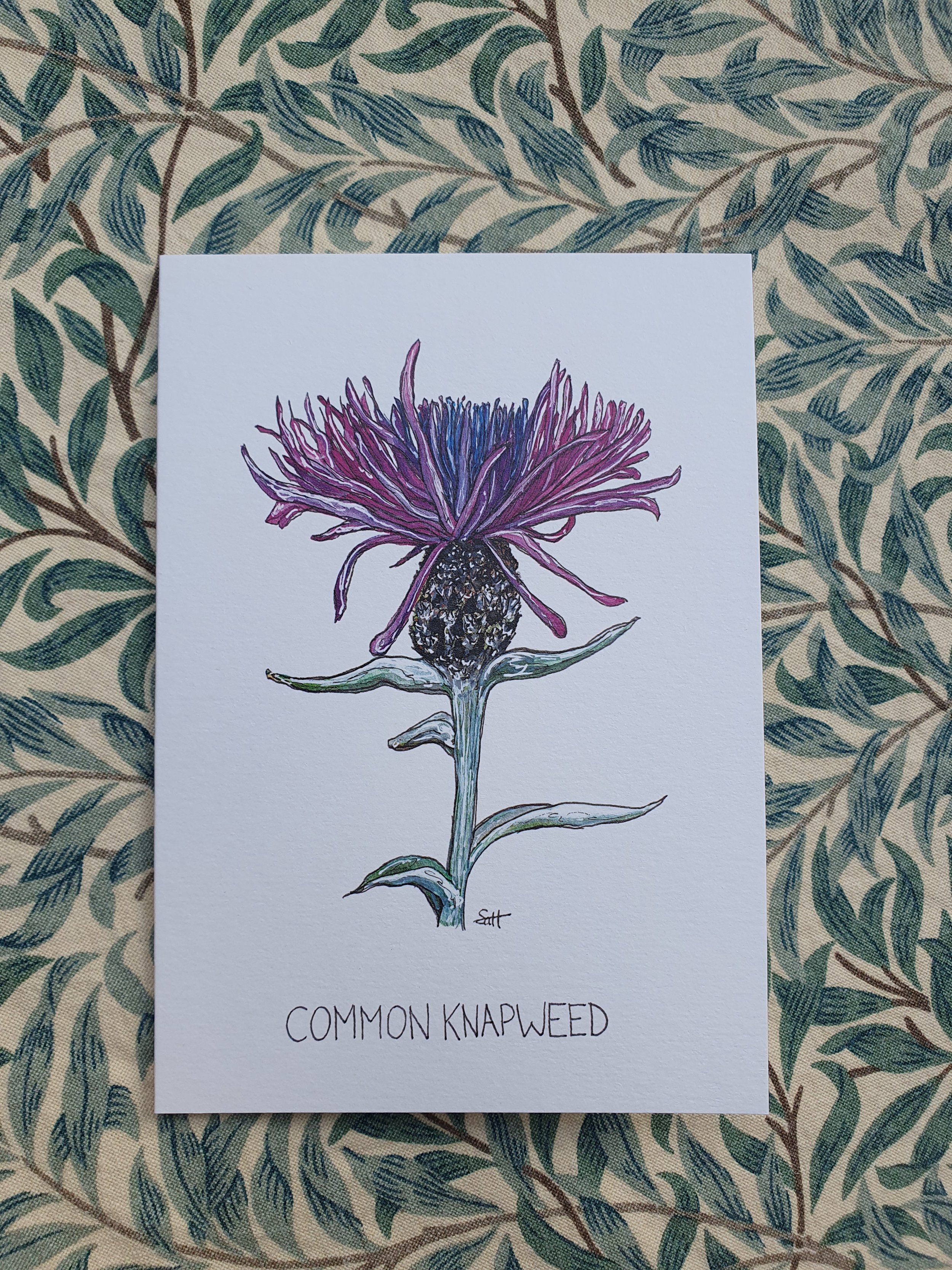 Common Knapweed Greetings Card