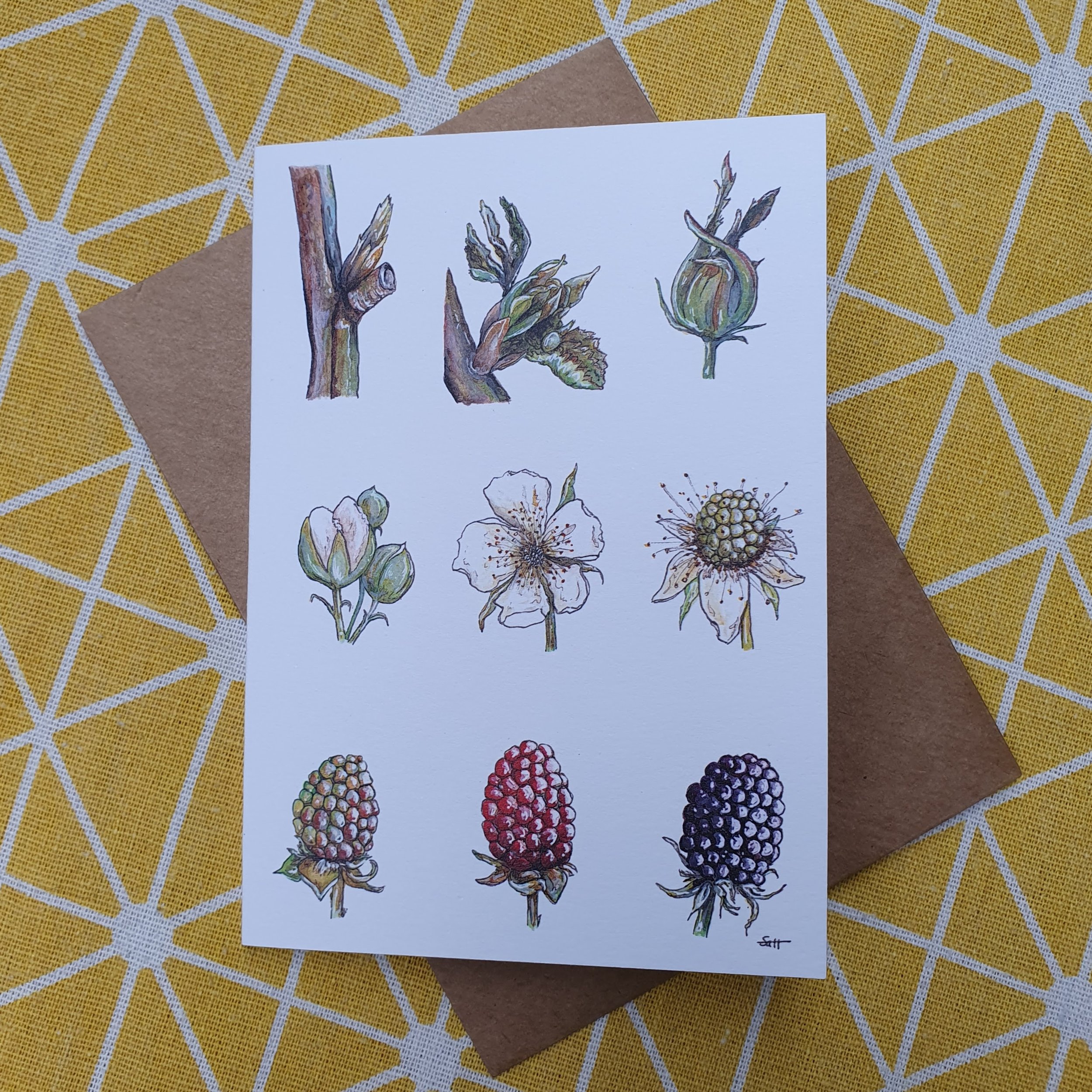Blackberry Metamorphasis Greetings Card