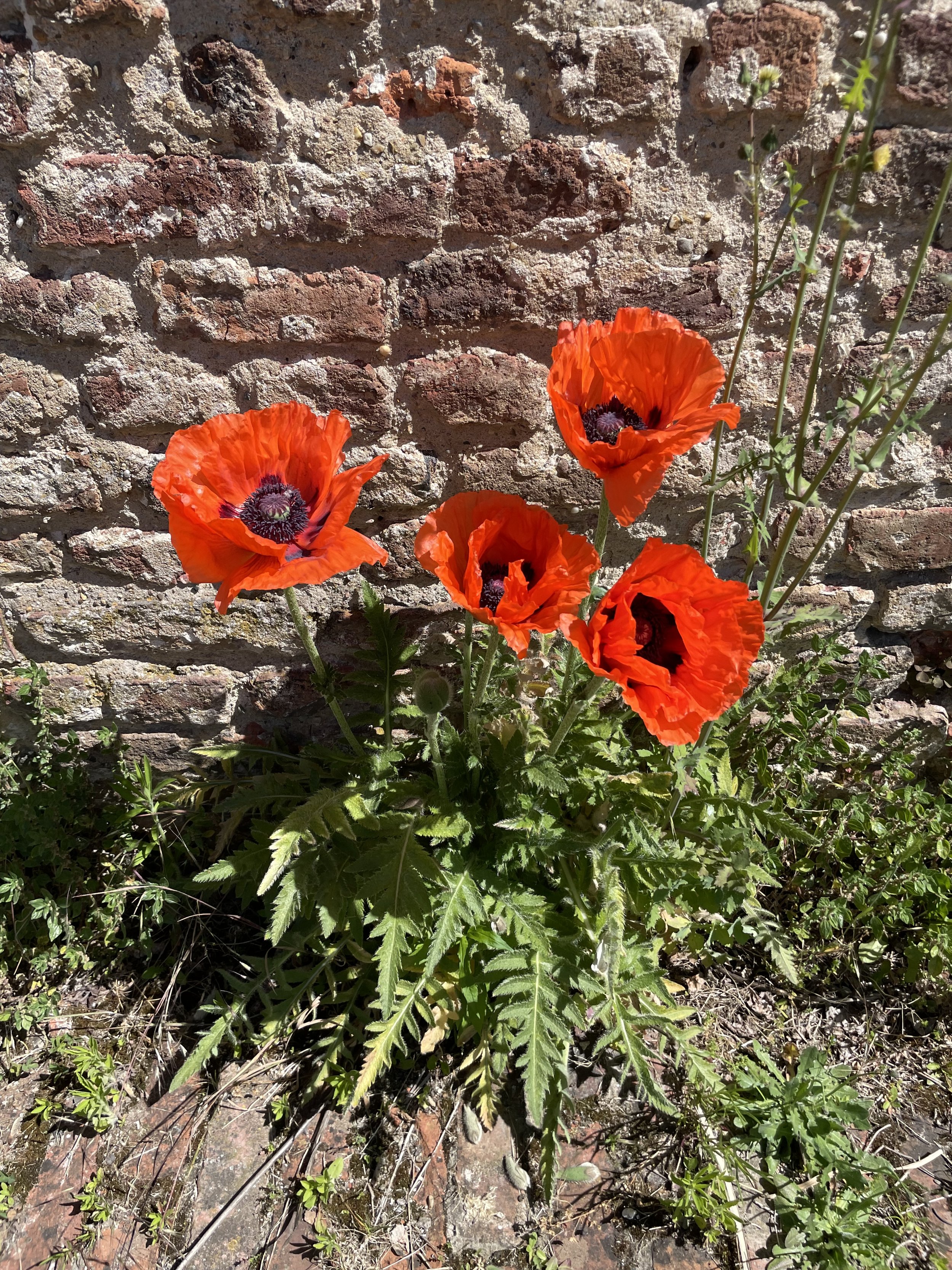 IMG_9799.jpeg