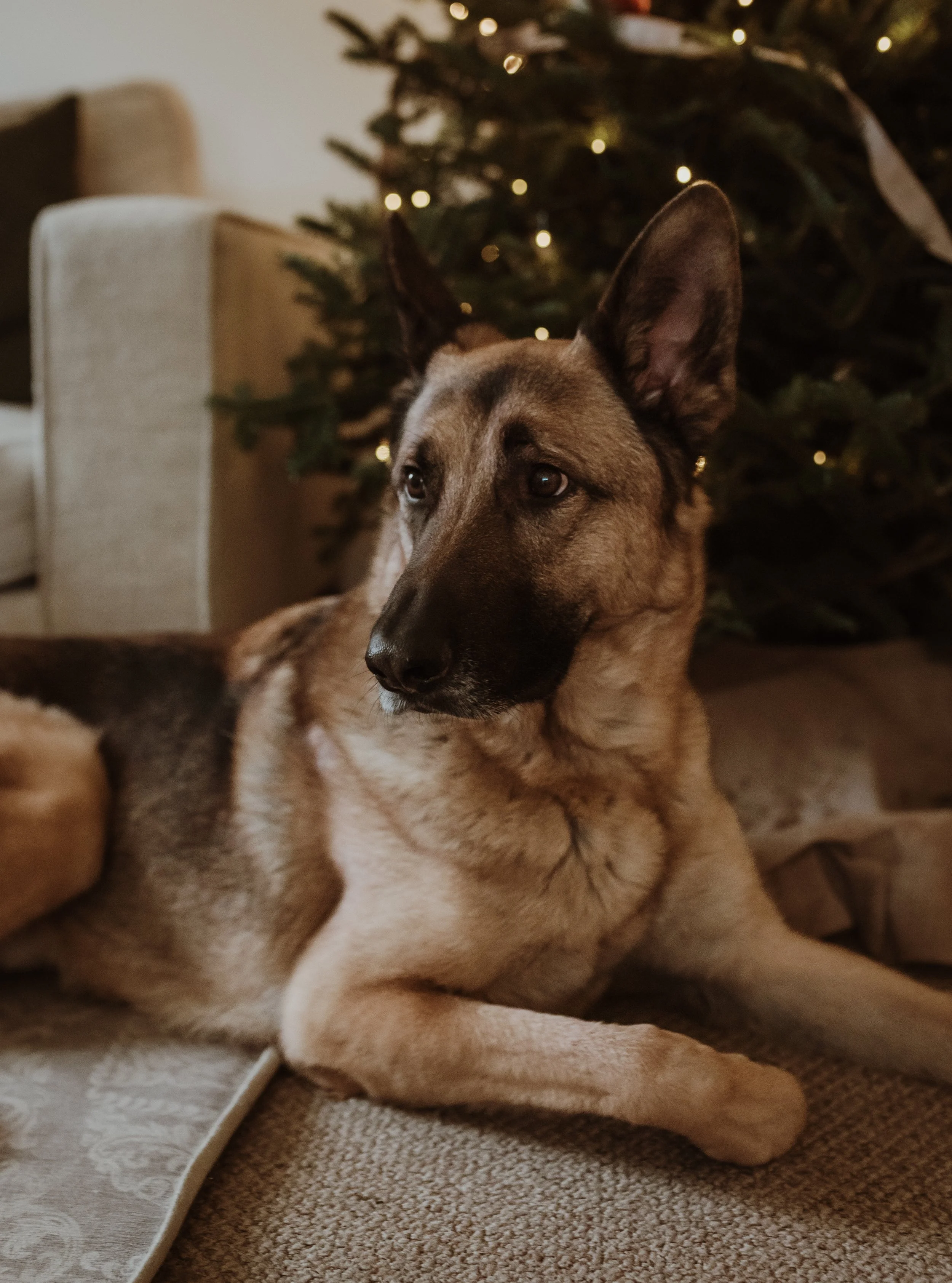 Family dog lying beside a Christmas tree during an at-home newborn photography session in Glasgow with Marieke Captures Birth