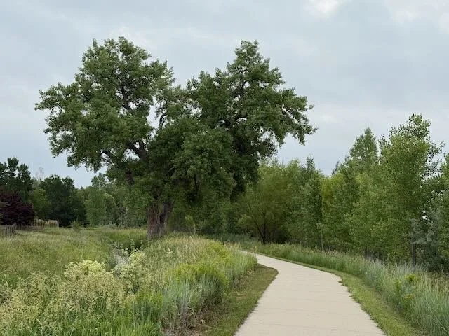 A paved walking trail through a green park with tall trees and lush grass.