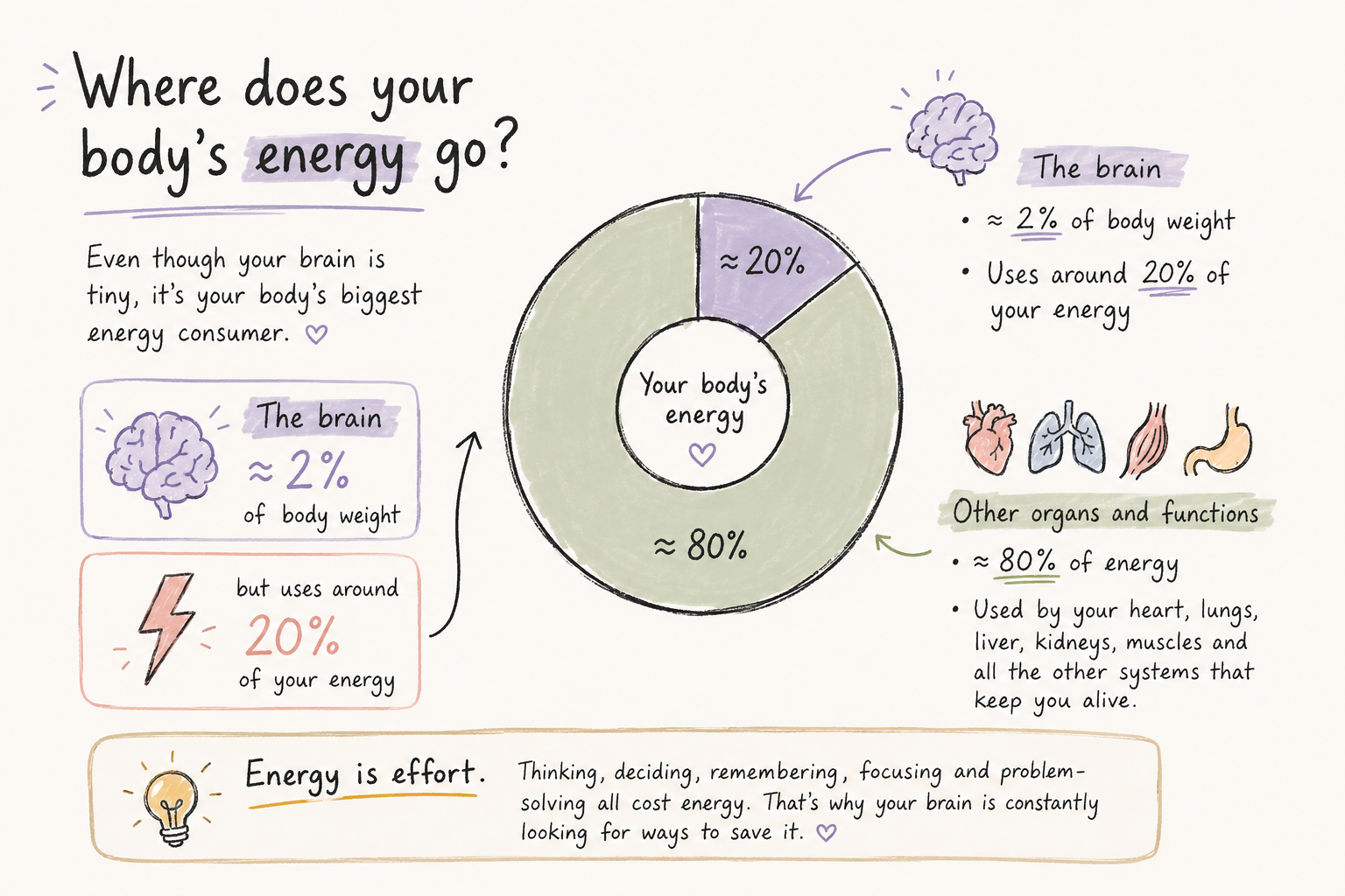 Infograph about where does your body;s energy go