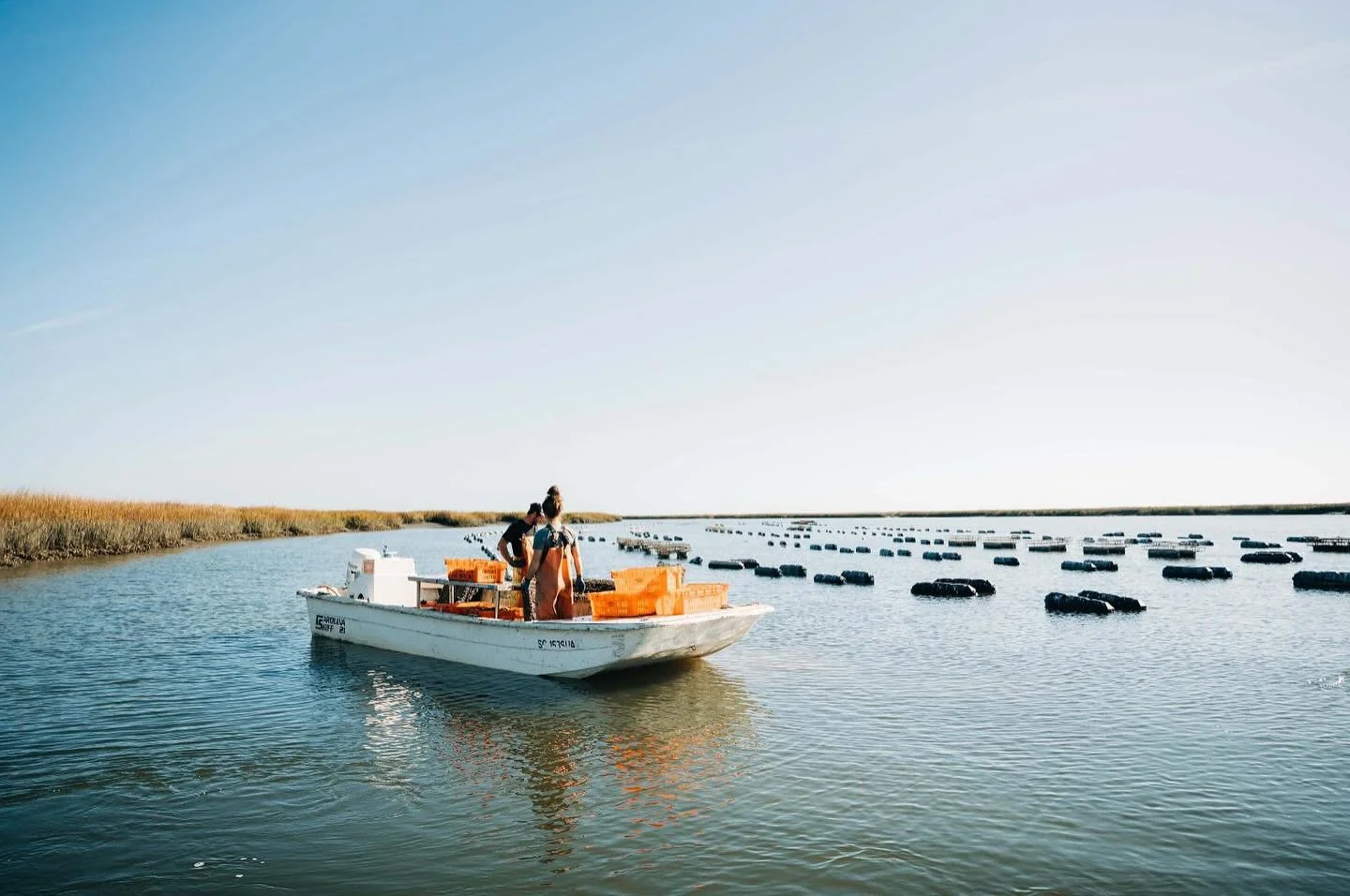 Happy National #Oyster Day! 🦪 

In addition to being a culinary delight, our favorite bivalve delivers enormous ecological value! 

Did you know:

- Oysters improve water quality by filtering sediment and pollutants 
- Oyster reefs provide vital hab