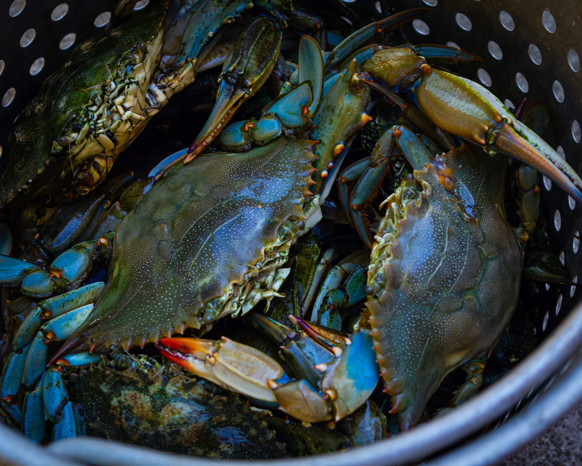 Close-up of blue crabs in a cooking pot with holes.