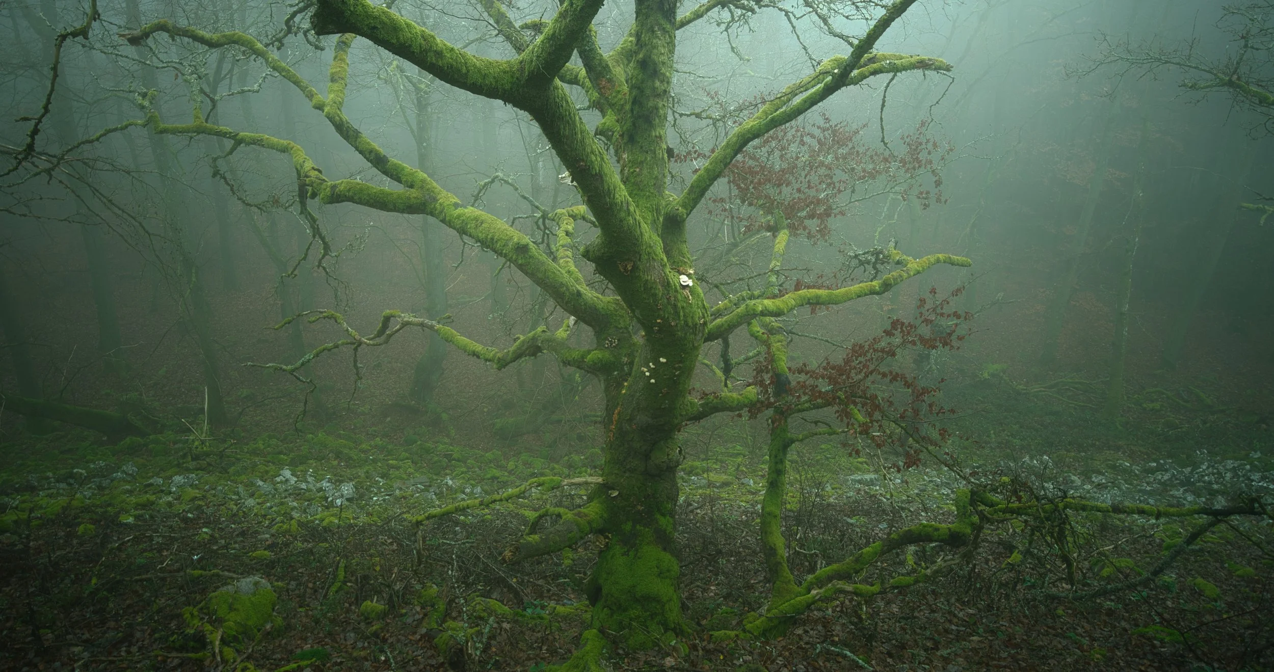 DSC02874_stack 2.jpg