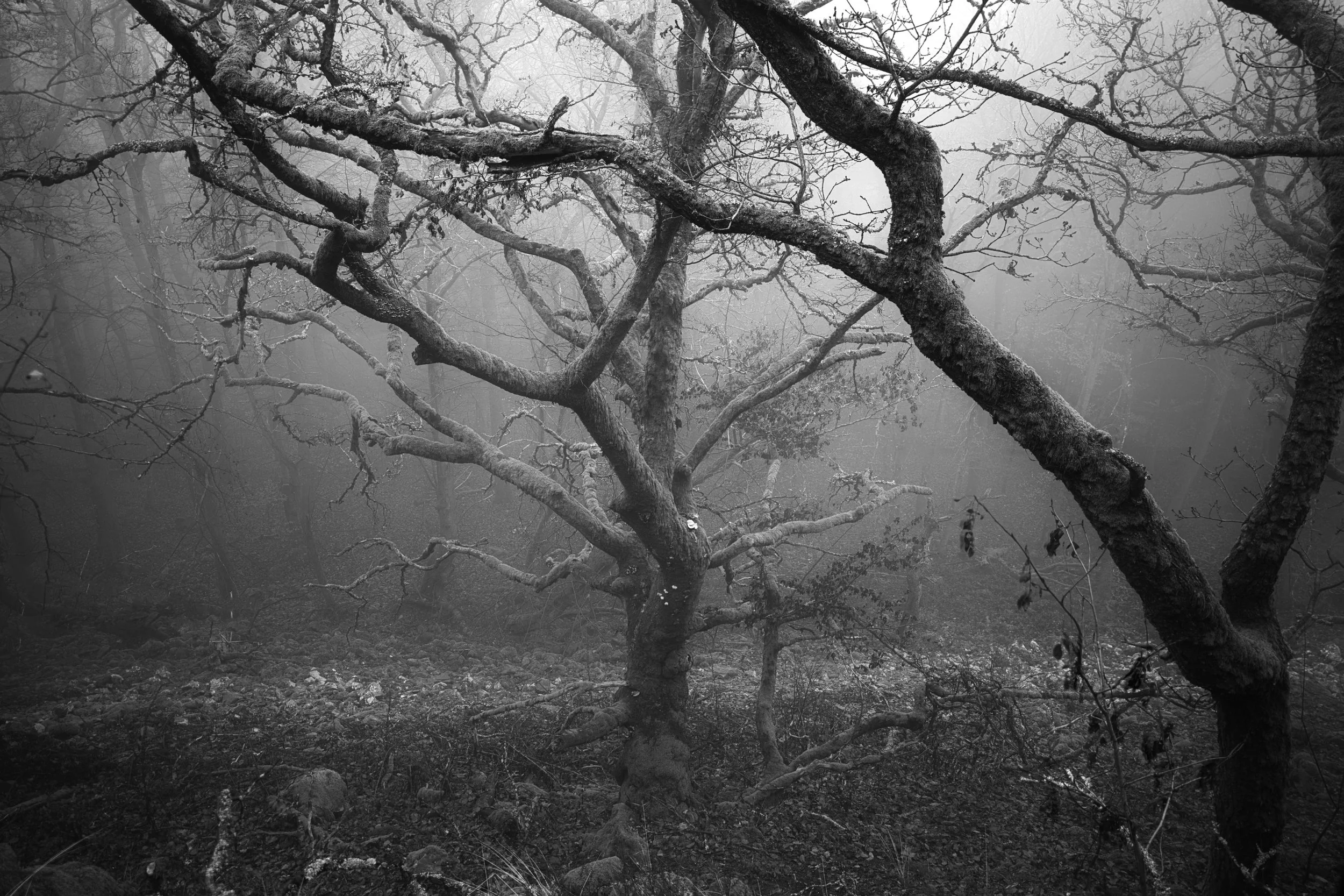 DSC02860_stack (1).jpg