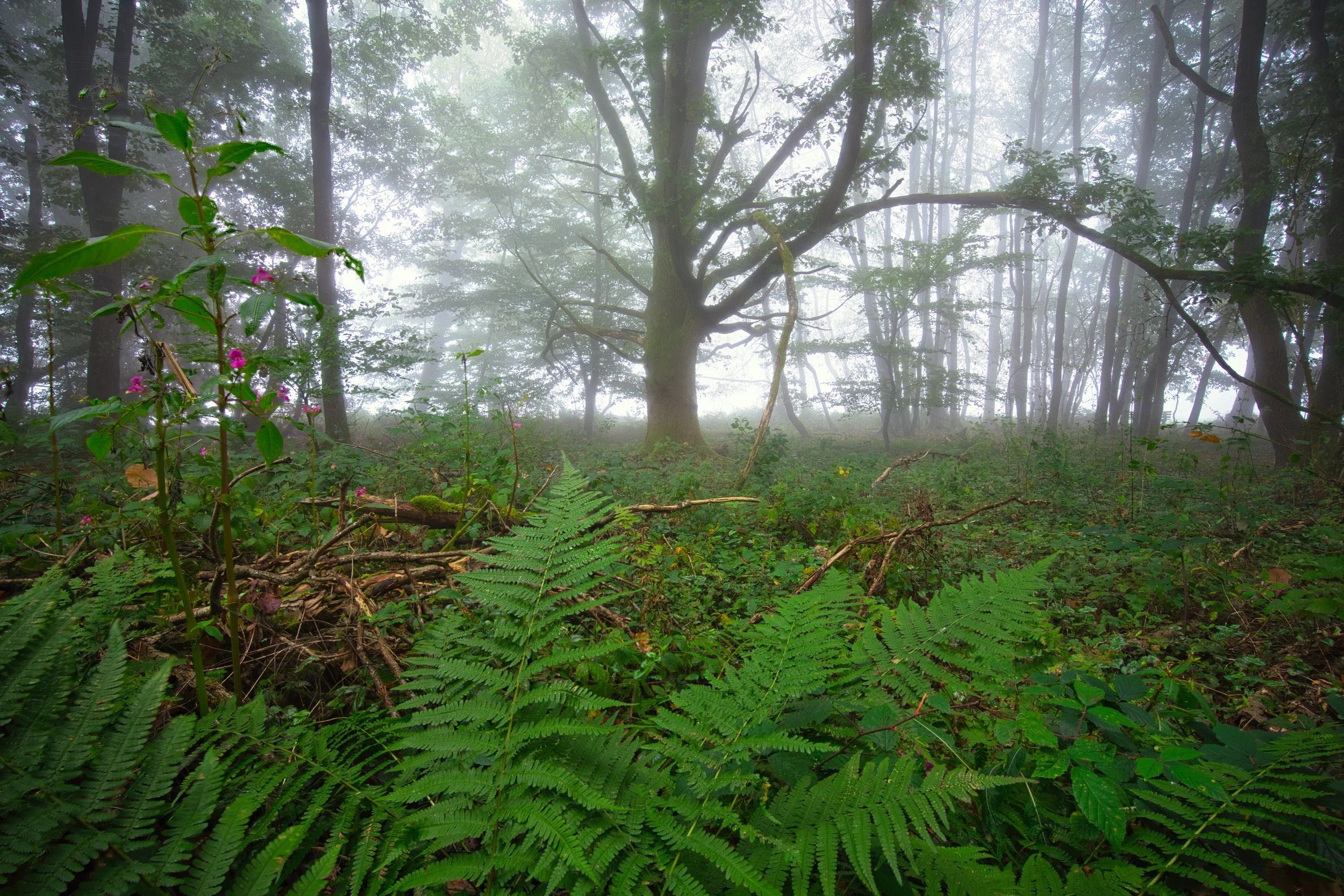 DSC07471_stack (1).jpg