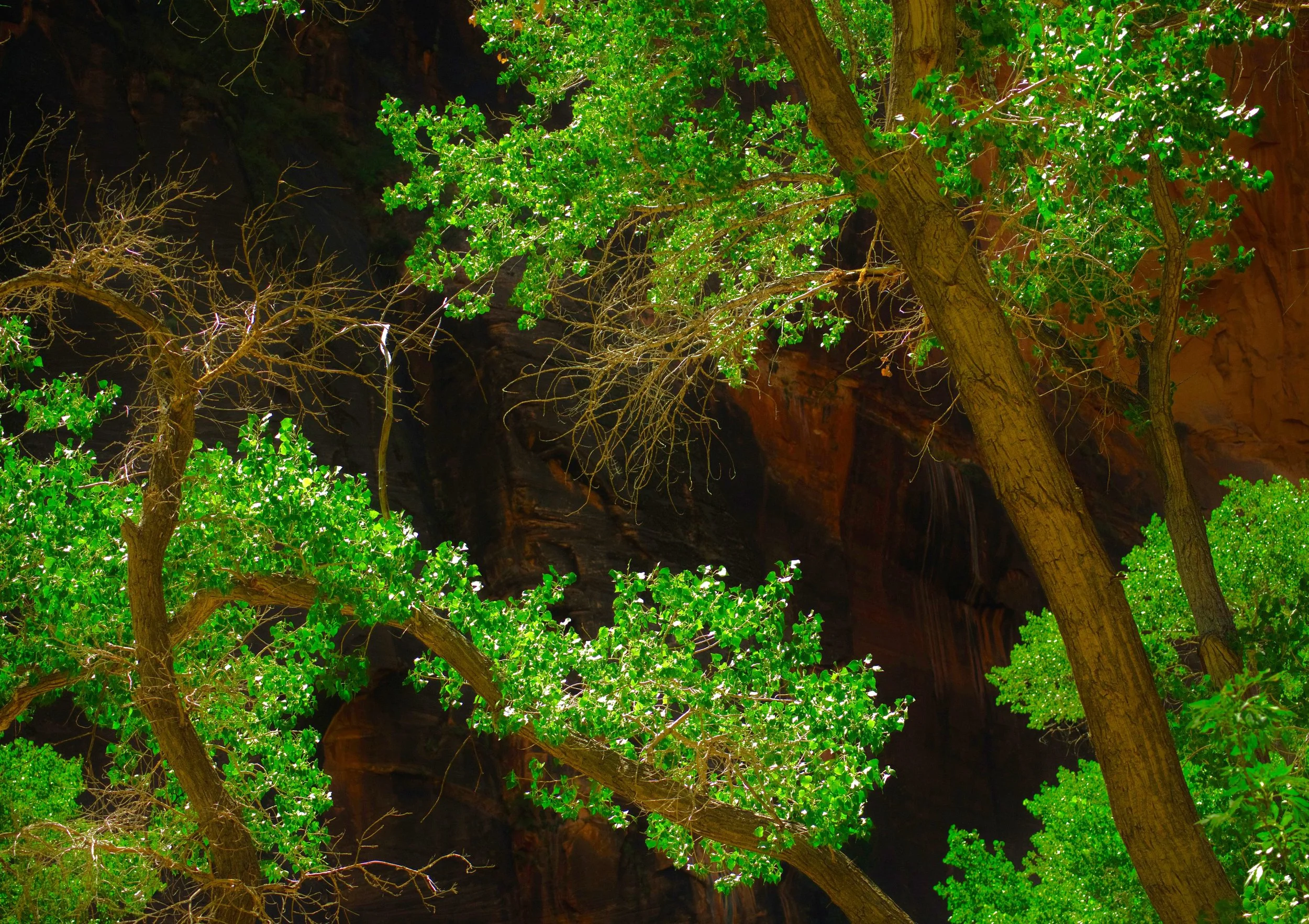 DSC00020 Zion Wände Kiefer 5 24 2 2.jpg