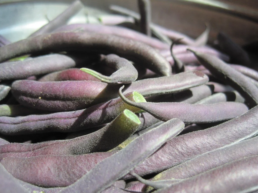 beans-purple.jpg