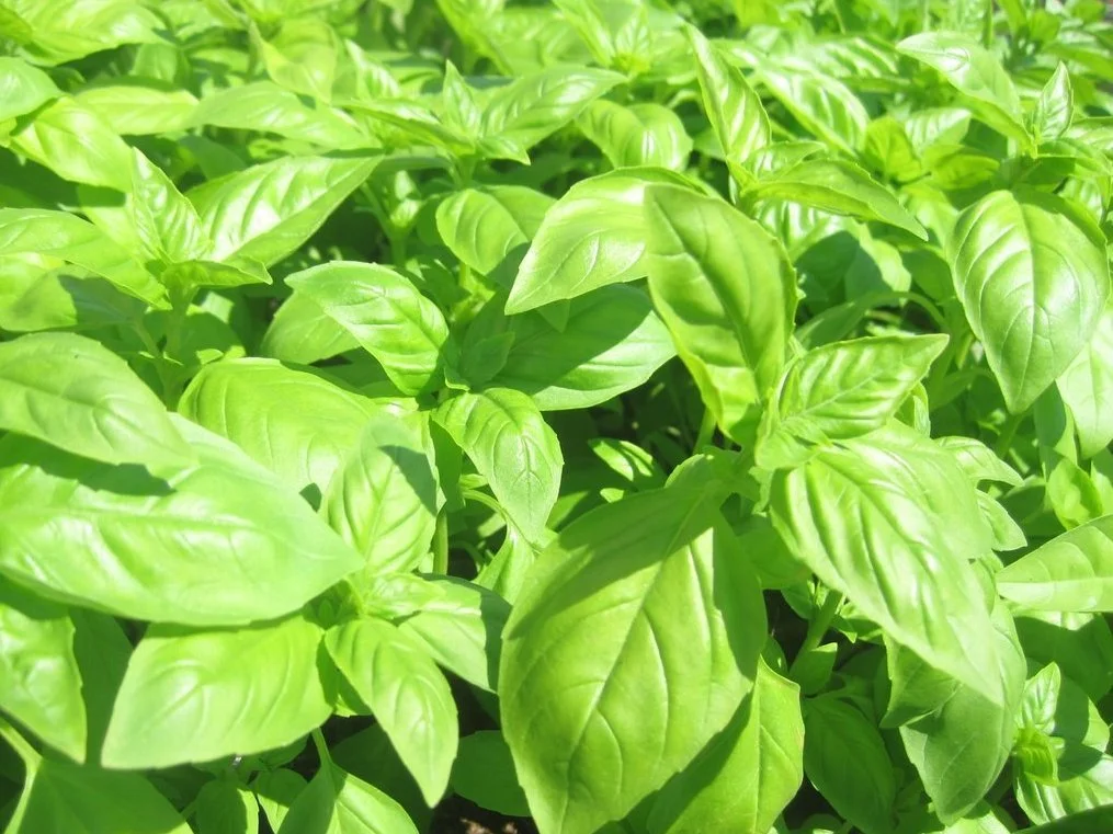 What to do with all those Herbs