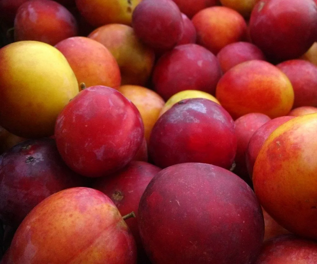 Dreaming of Summer Fruit