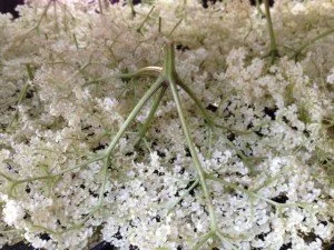 Elderflower