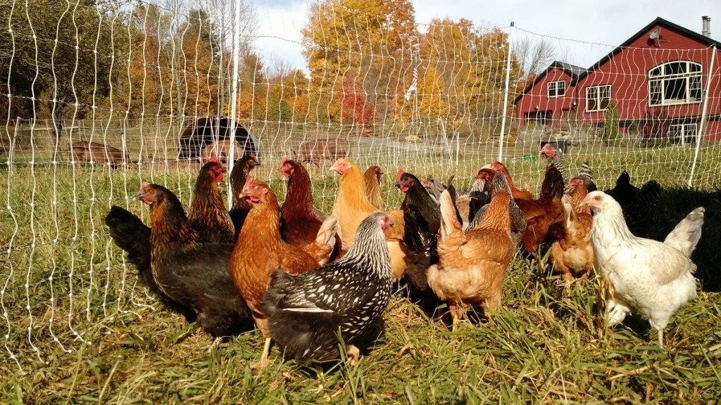 Occupy the Farm
