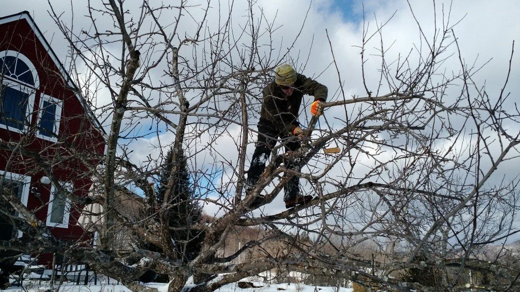 Nicko Pruning