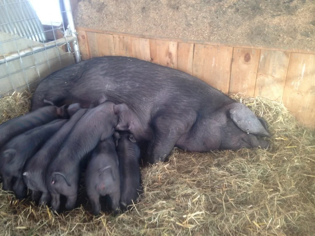 Introducing the Piglets