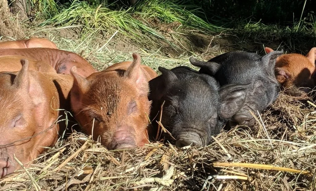 Introducing the Summer Piglets