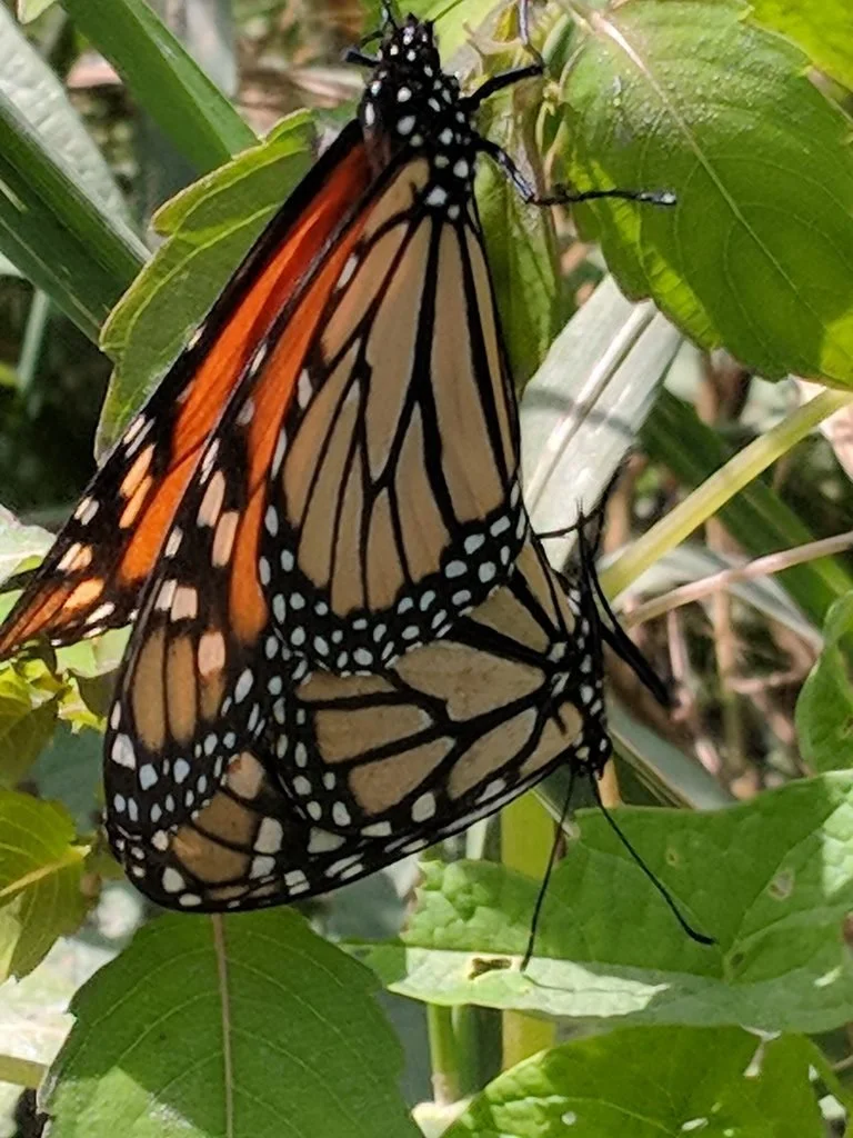 Monarchs