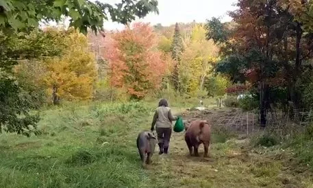 Busy Fall Days
