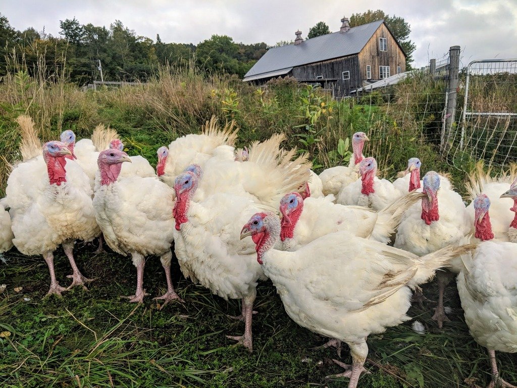 Getting Turkeys to Boston...or not