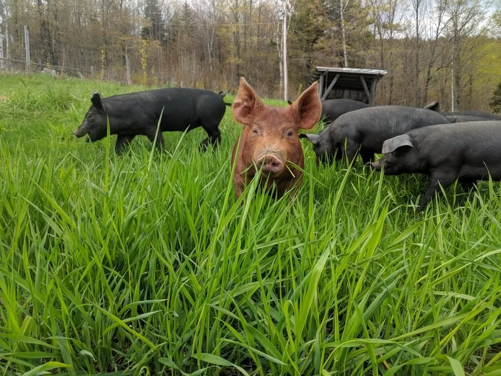 Origin of "Don't Eat Like a Pig"