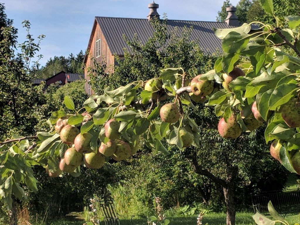 Apples, Pears & Pollinators