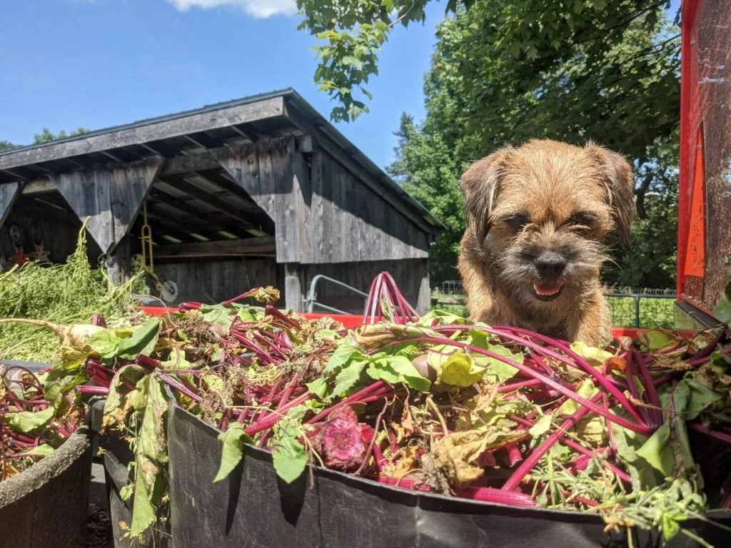 Summer Farm Views