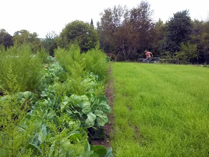 Sharing Risk and Bounty: Community Supported Agriculture