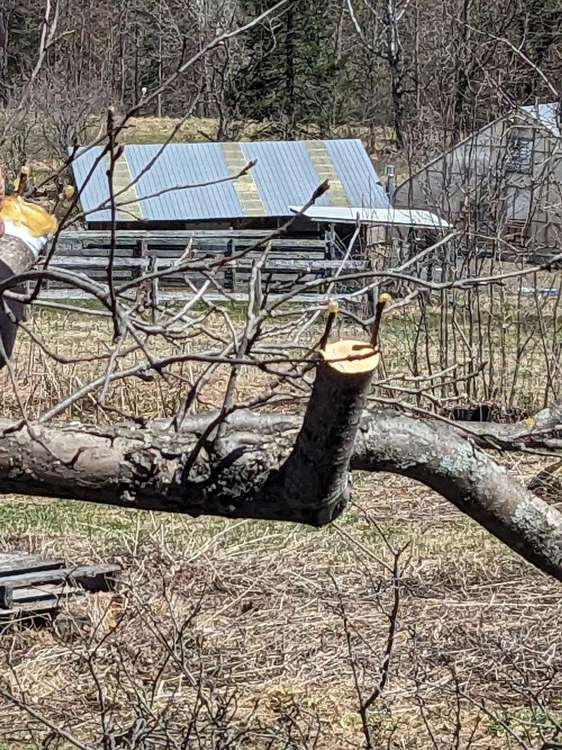 Pruning and “Top-work” Grafting a mature apple tree
