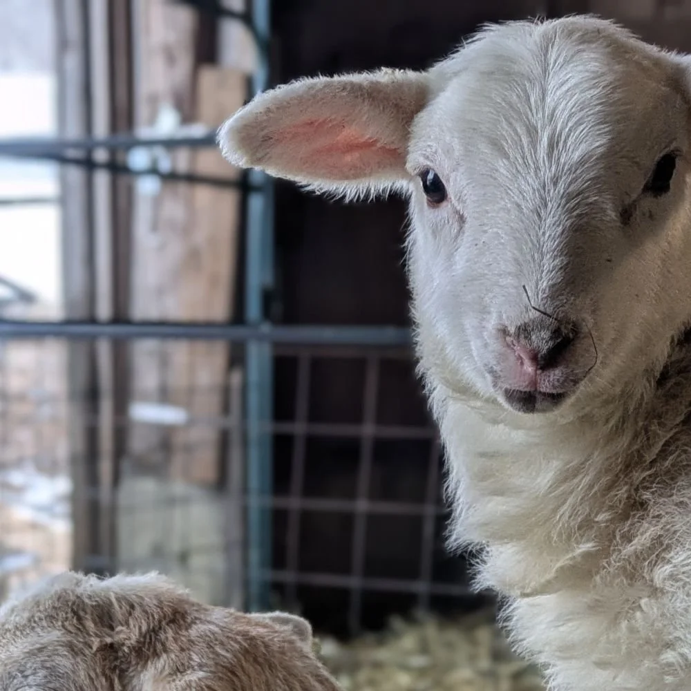 Meet the Lambs at the Farmstand Re-Opening  