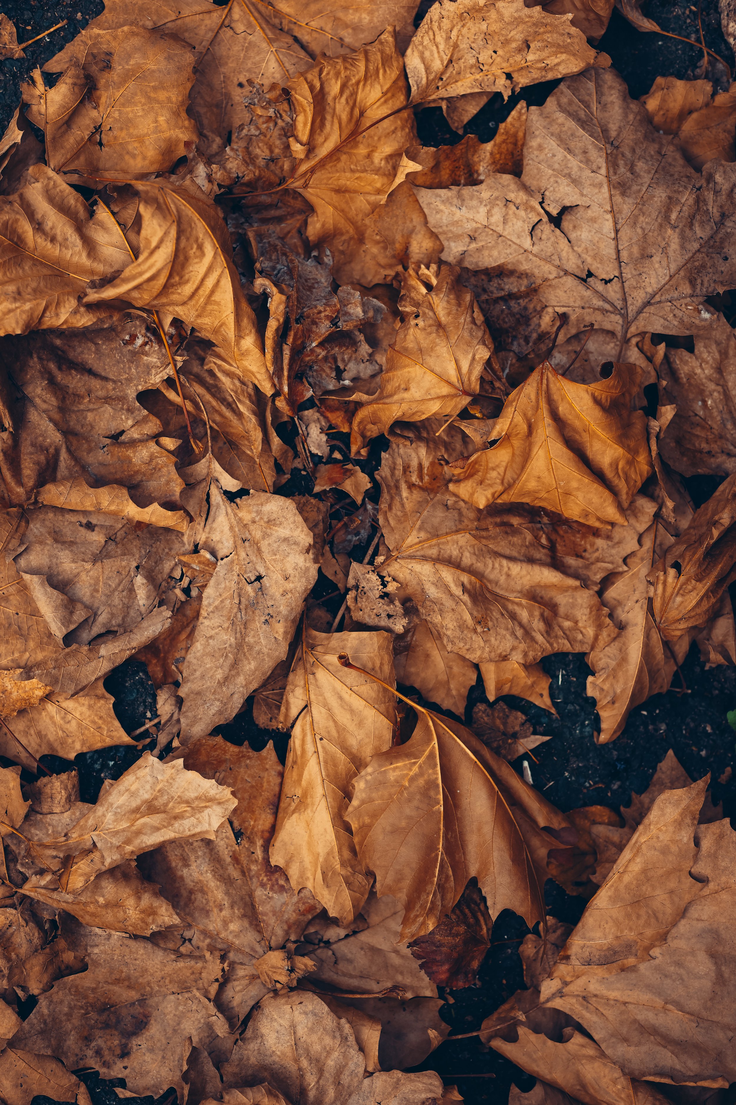 Un automne qui habite