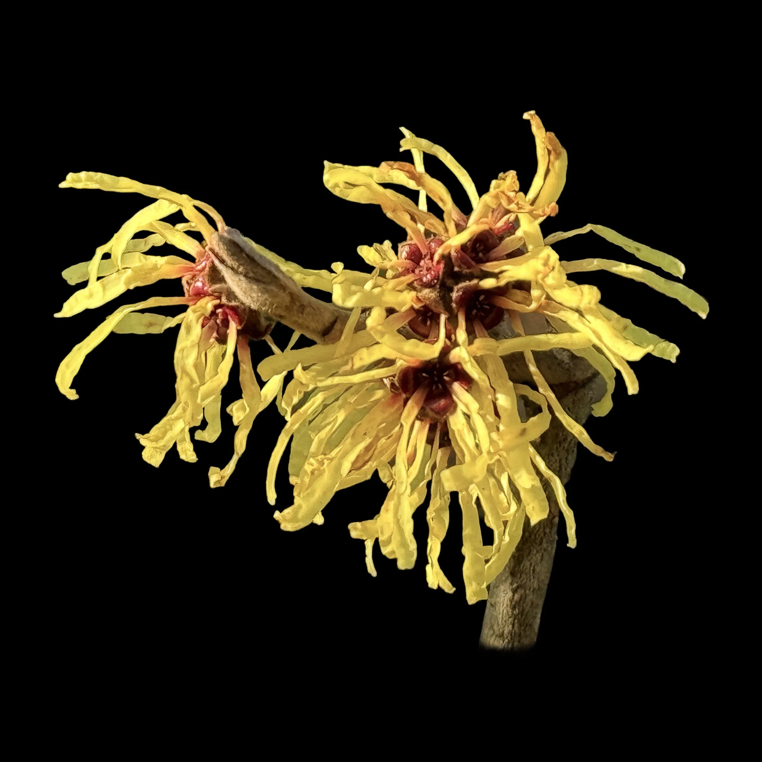 Hamamelis Ribbons